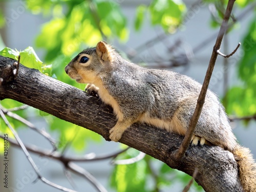 Backyard squirrel perched in a tree on a branch, looking down with its tail hanging down and green leaves in the background, rodent wildlife animal in nature.