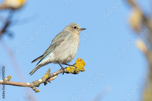 Female Mountain bluebird