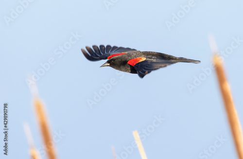 Red winged blackbird