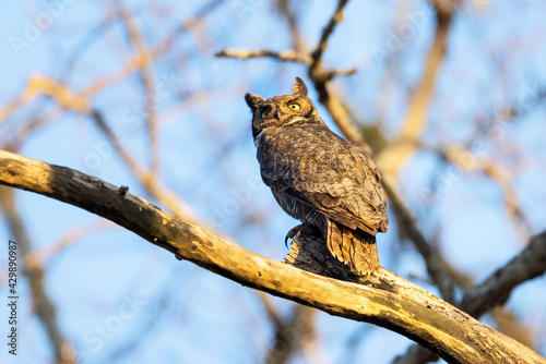 great horned owl