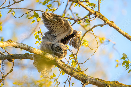 Photography great horned owlet