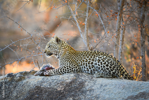 A young African leopard feeding on a hare early in the morning after hunting, Kruger National Park, South Africa 