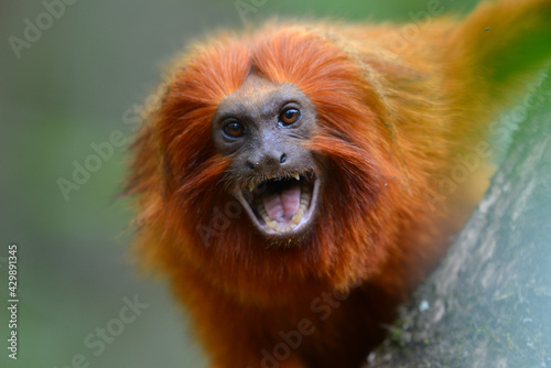 An endangered Golden lion tamarin (Leontopithecus rosalia) perched on a tree in one of the few remaining patches of Atlantic rainforest where they survive, Silva Jardim, Rio de Janeiro state, Brazil photo