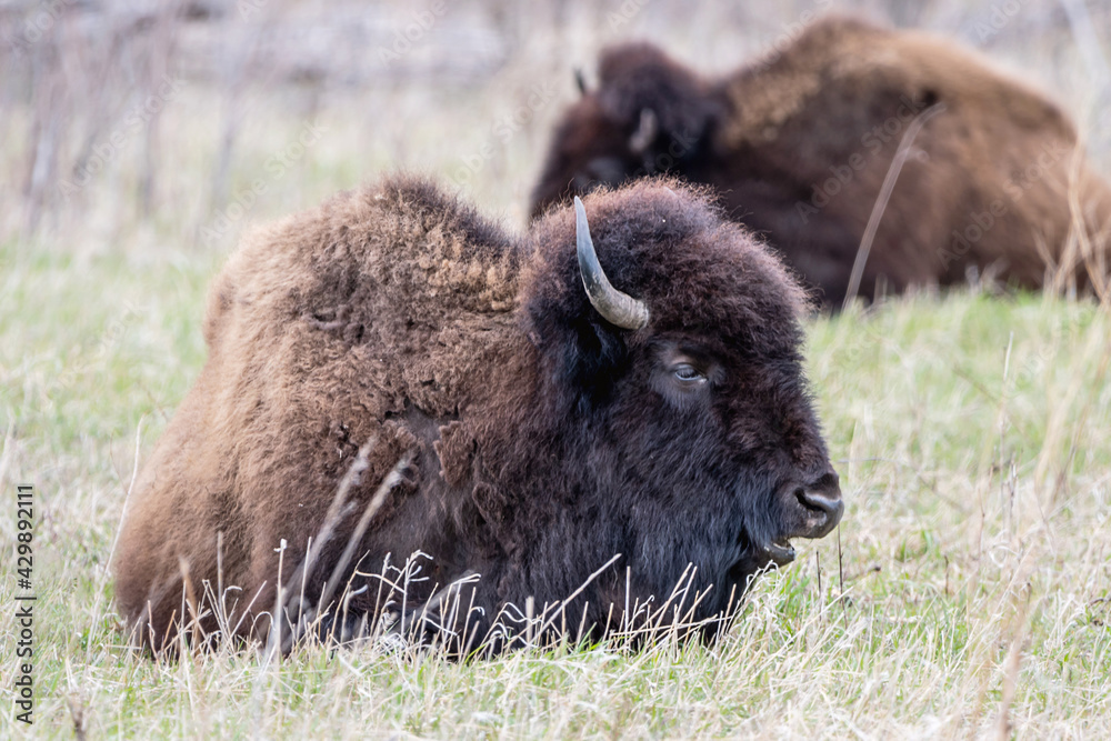 A close portrait of American Bison during spring time A close portrait of American Bison during spring time