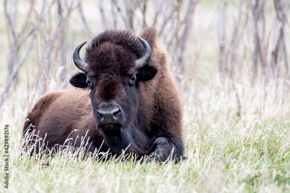 A close portrait of American Bison during spring time A close portrait of American Bison during spring time