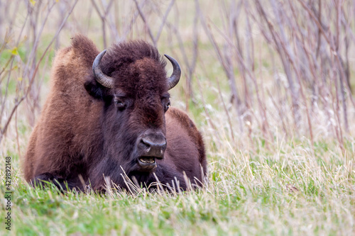 A close portrait of American Bison during spring time © Yan