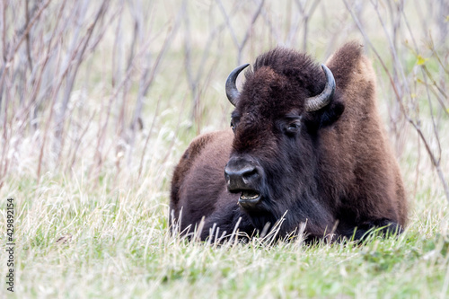 A close portrait of American Bison during spring time © Yan