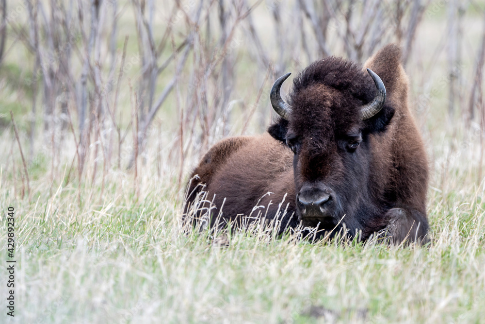 A close portrait of American Bison during spring time