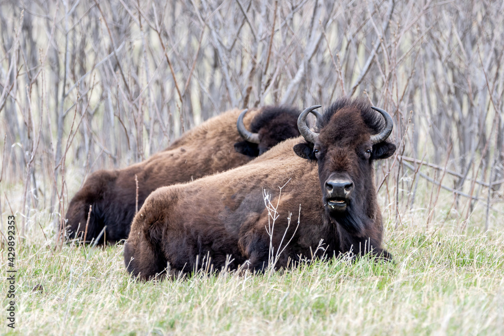 Fototapeta premium A close portrait of American Bison during spring time