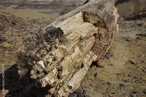 Arbol Petrificado (Patagonia)