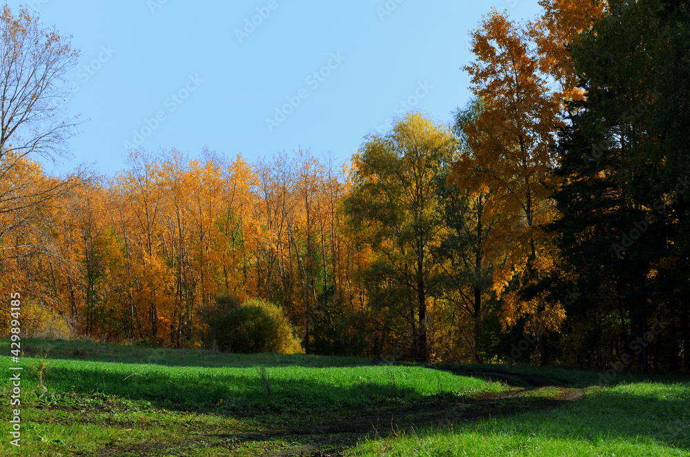 The country road goes deep into the autumn forest, the panorama of the autumn forest. High quality photo