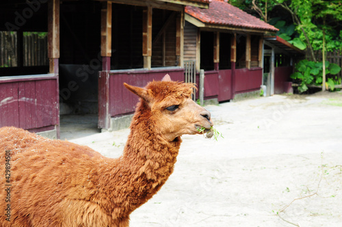 An alpaca is chewing grass.