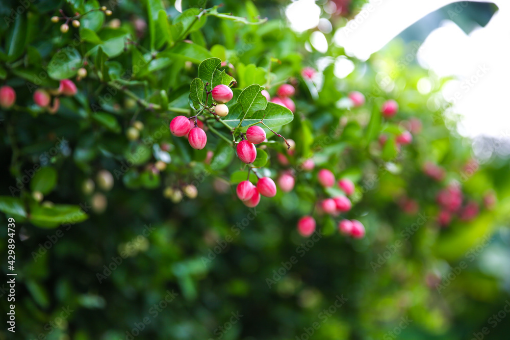 Mango yawn lime or bengal currant, christ's thorn or carunda or karonda thailand fruit.