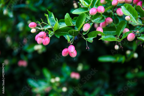 Mango yawn lime or bengal currant, christ's thorn or carunda or karonda thailand fruit. photo