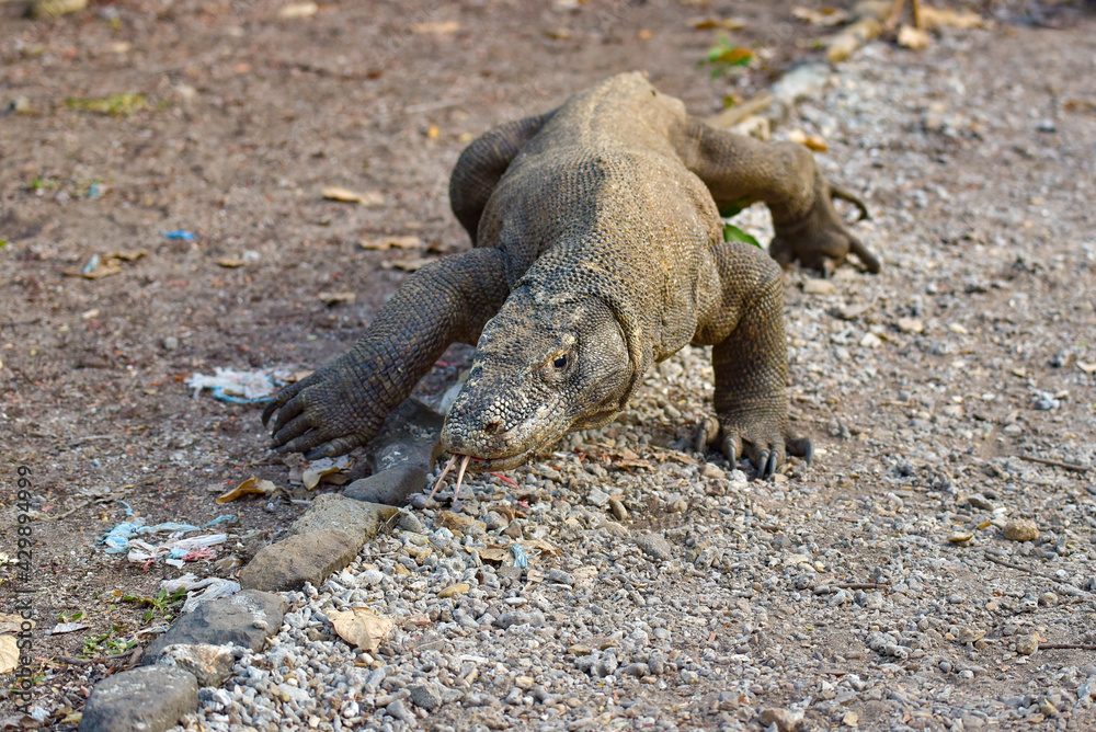 Obraz premium Wild Komodo dragon, the largest species of lizard, at Komodo National Park, Indonesia