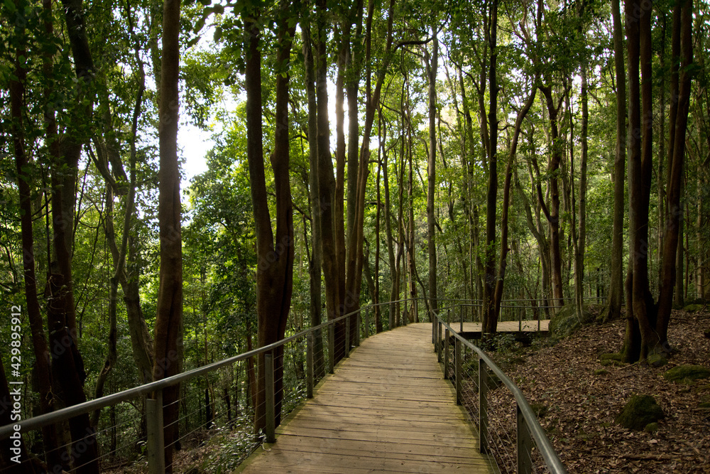 Fototapeta premium Boardwalk through the forest