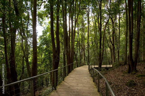 Boardwalk through the forest