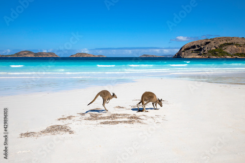 Fototapeta Naklejka Na Ścianę i Meble -  Kangaroo family on the beach of Lucky bay, Esperance, Western Australia