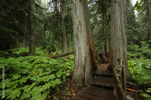 Boardwalk  and path, through a tree and forest 