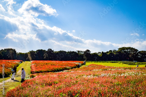 淡路島、あわじ花さじきの風景