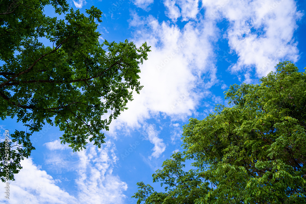 Looking up through the treetops. Beautiful natural frame of foliage against the sky. Copy space.Green leaves of a tree against the blue sky. Sun soft light through the green foliage of the tree. Looking up through the treetops. Beautiful natural frame of foliage against the sky. Copy space.Green leaves of a tree against the blue sky. Sun soft light through the green foliage of the tree.