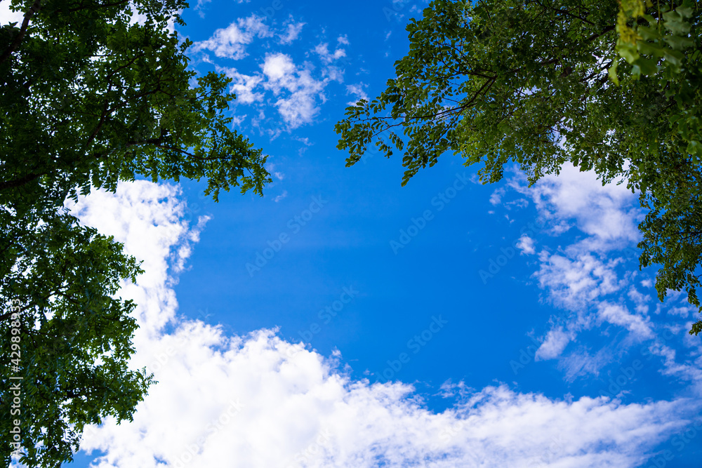 Looking up through the treetops. Beautiful natural frame of foliage against the sky. Copy space.Green leaves of a tree against the blue sky. Sun soft light through the green foliage of the tree. Looking up through the treetops. Beautiful natural frame of foliage against the sky. Copy space.Green leaves of a tree against the blue sky. Sun soft light through the green foliage of the tree.