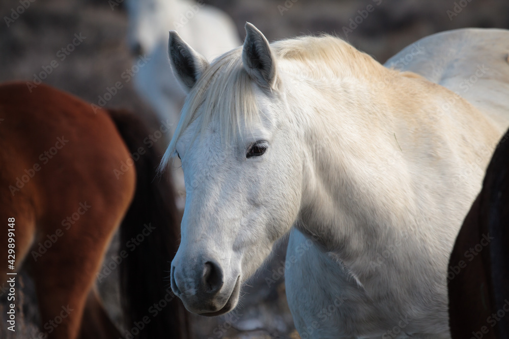 Fototapeta premium Wild Horses