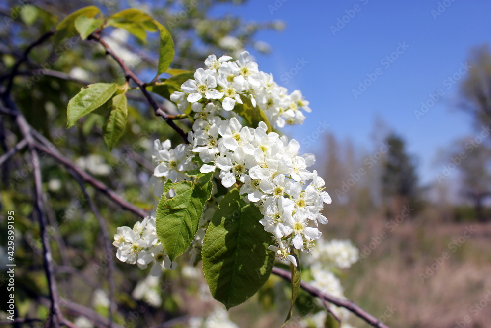 Sprig of blooming bird cherry tree on a bright spring day.