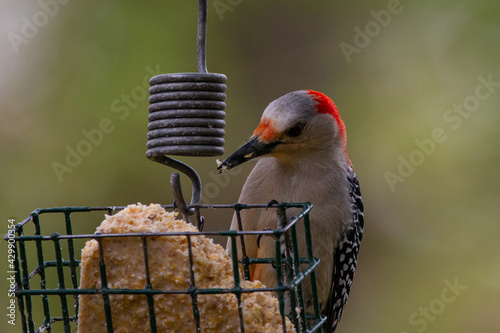 Red-Bellied Woodpecker Feeding In Backyard