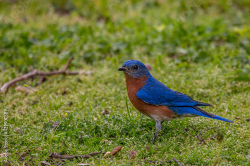 Eastern Bluebird Sitting In Backyard