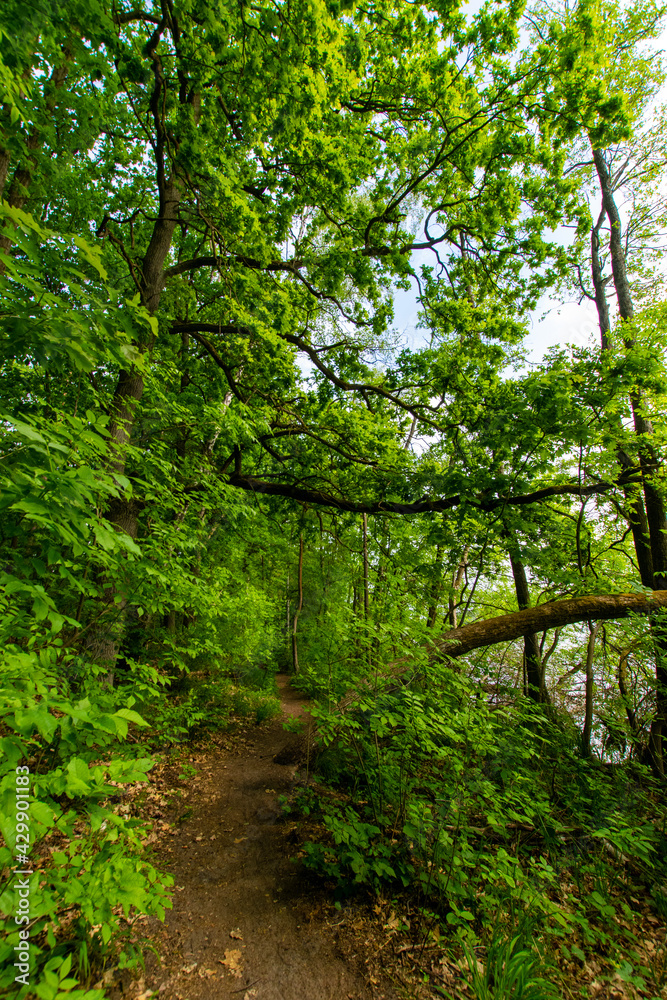 path in the forest (Schermützelsee, Buckow, Brandenburg, Germany) path in the forest (Schermützelsee, Buckow, Brandenburg, Germany)