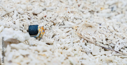 ゴムキャップをかぶるヤドカリ 海洋ごみ問題 環境破壊イメージ