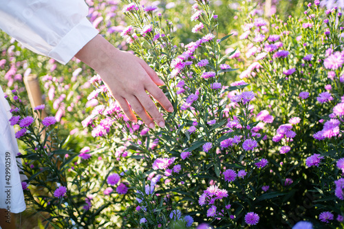 The photo of Margaret flower field,women hand. 