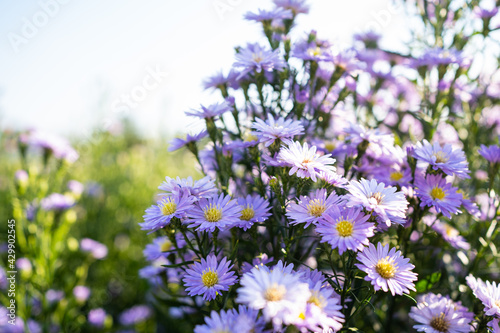 The photo of Margaret flower field  blur concept.