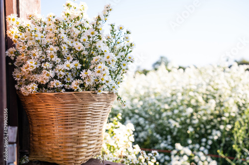 Beautiful white chrysanthemum 