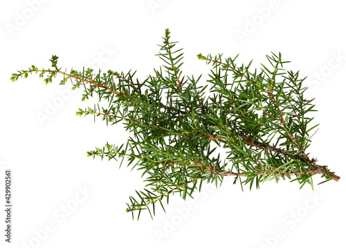 Juniperus Communis Fresh Branch with Green Needles. Known as Common Juniper. Medicinal and Culinary Plant. Isolated on White.