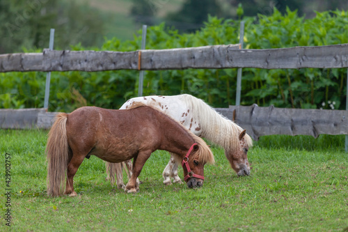 Shetland ponys grazing on a meadow photo