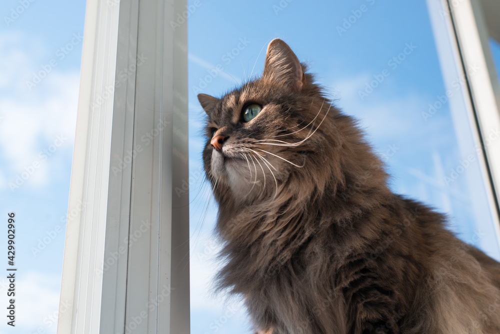 Fluffy cat sitting by an open window against a blue sky. Gray, green-eyed Siberian cat looking to the side, close-up