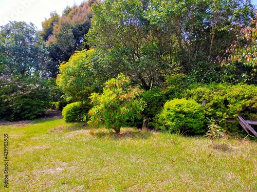 日本の山中の広場に植えられた緑の木々の自然風景（コピースペースあり）