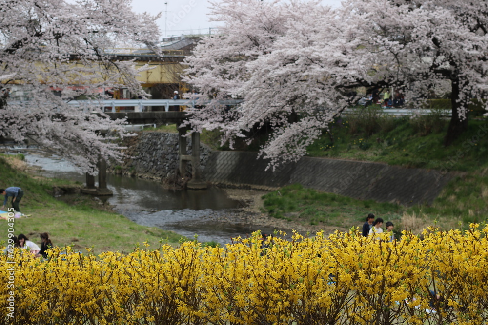 福島県郡山市の藤田川の満開の桜