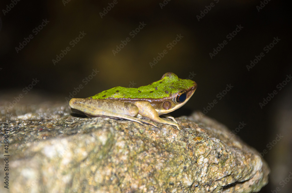 A Polypedates leucomystax perched on rock in black background. A Polypedates leucomystax perched on rock in black background.
