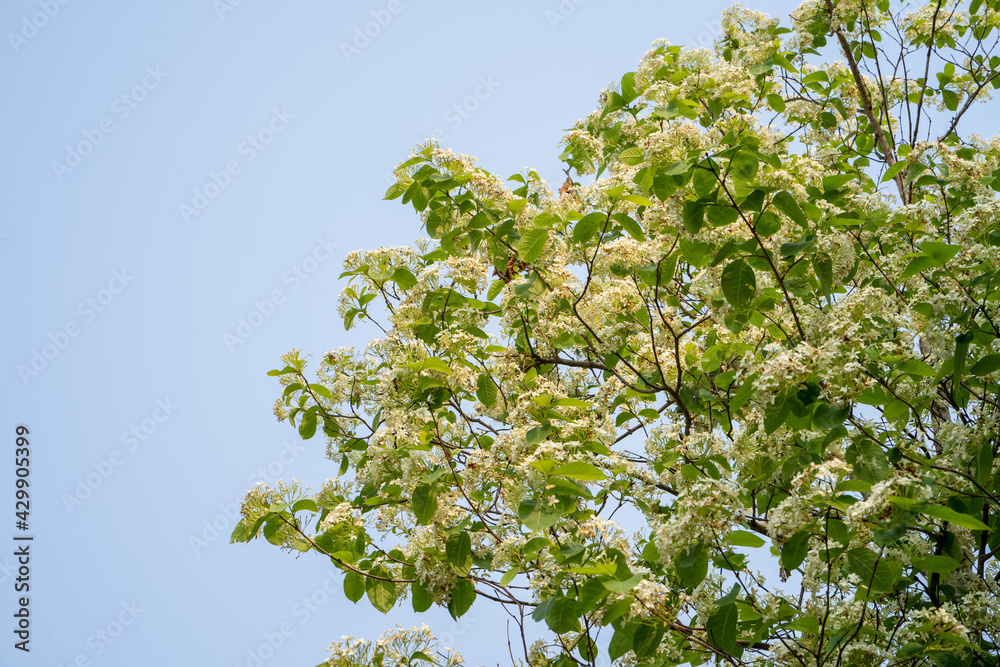 Fototapeta premium Fragrance White blossom Holarrhena antidysenterica against blue sky.
