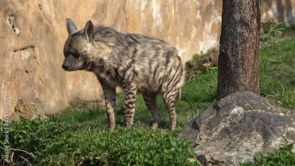 Striped hyena (Hyaena hyaena sultana). African animal Striped hyena (Hyaena hyaena sultana). African animal
