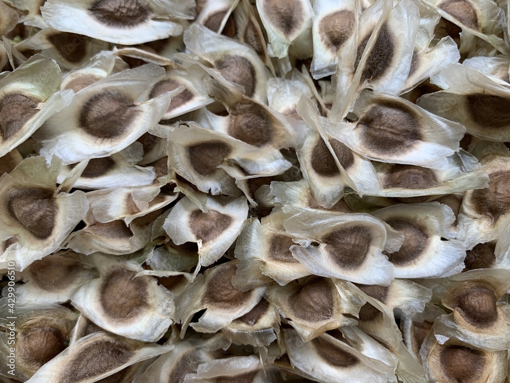 Dry moringa seeds or herbal medicine treatment background Dry moringa seeds or herbal medicine treatment background