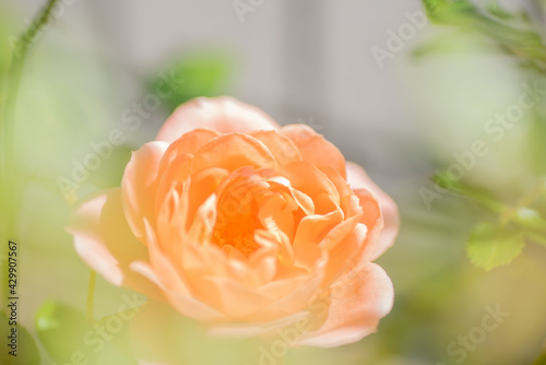 beautiful orange rose