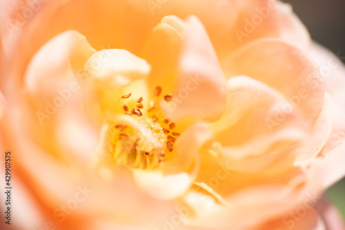 beautiful orange rose