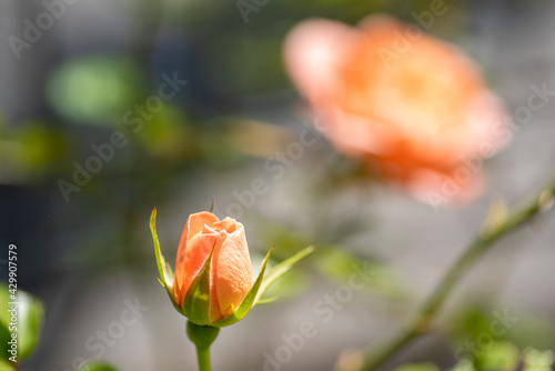 beautiful orange rose