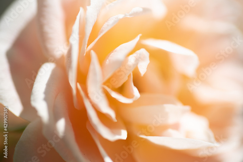 orange rose closeup