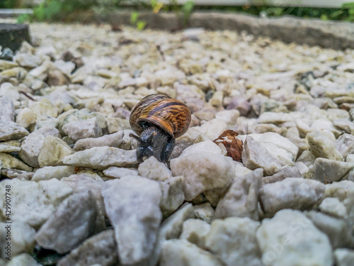 A snail crawling on a white stones