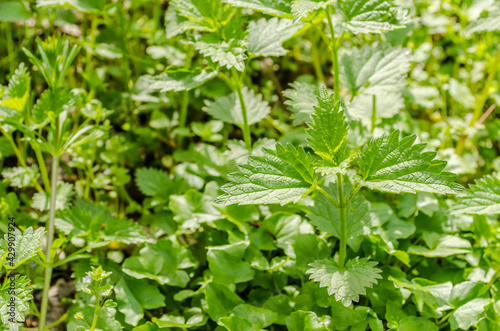 Young nettle plants in the forest by the river Danube 